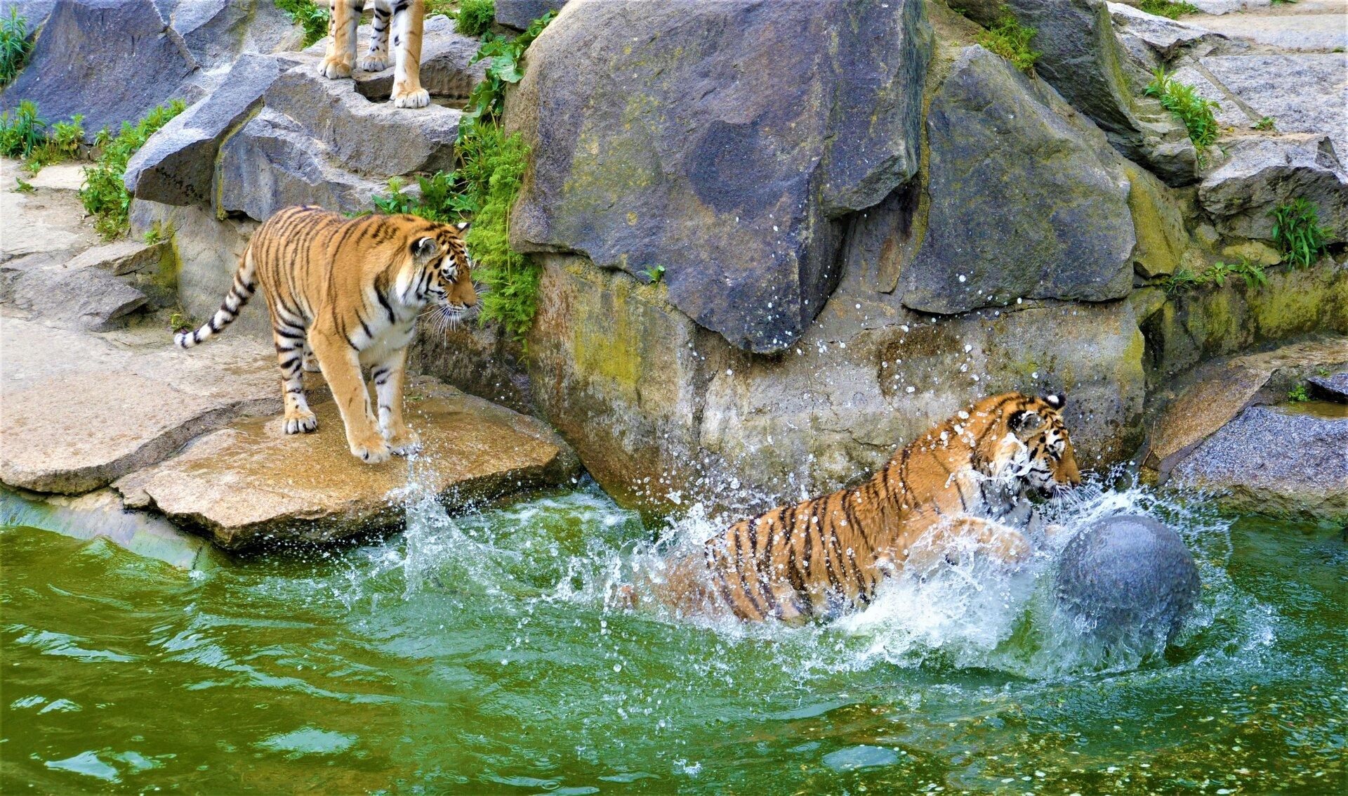 Berlin Zoo Oder Tierpark Was Ist Schöner Berliner Sehenswürdigkeiten entdecken und kennenlernen - Griechische Weine