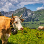 Kühe auf einer Bergweide während einer Wanderung durch die Schweizer Alpen