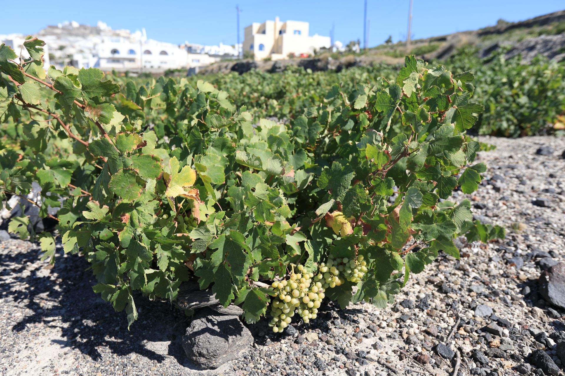 Weinreben auf vulkanischem Boden in Santorini